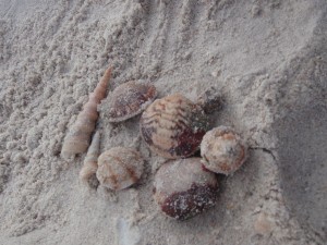 Clams & Sea Snails at Pantai Cenang