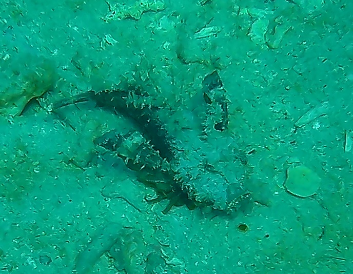 Camouflage Scorpion Fish